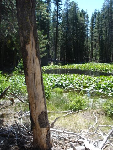 lily pond lake