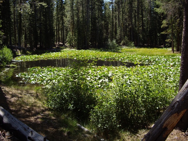 lily pond lake