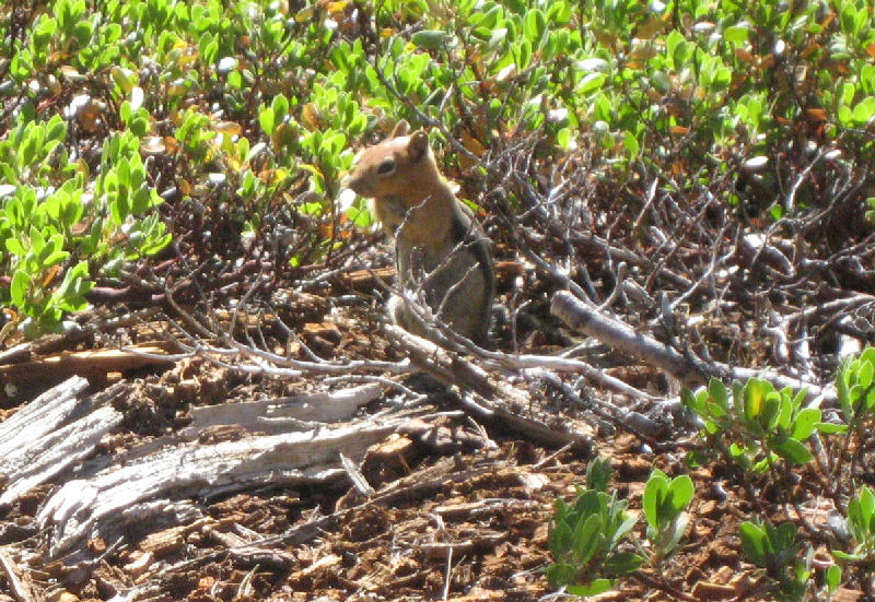 chipmonk