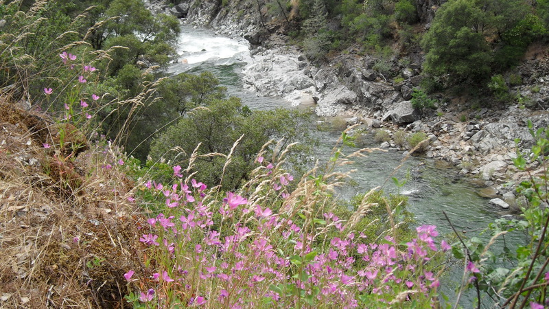 river w/ flowers