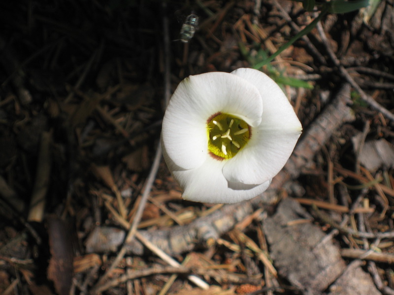 Mariposa Lily