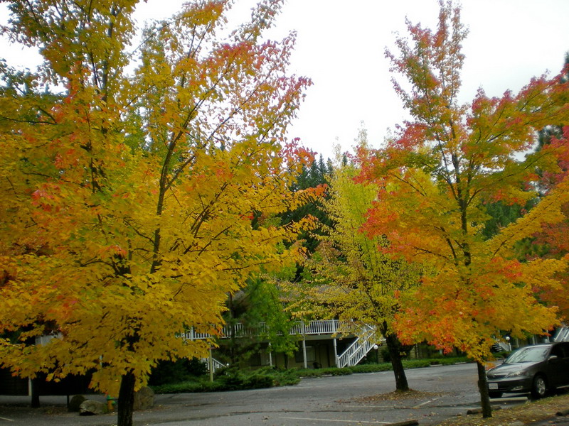 tree colors