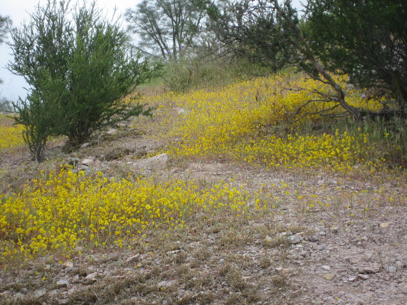 wild flowers