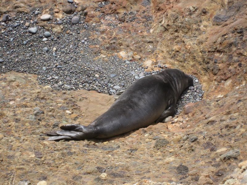 sea lion