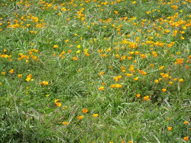 poppies