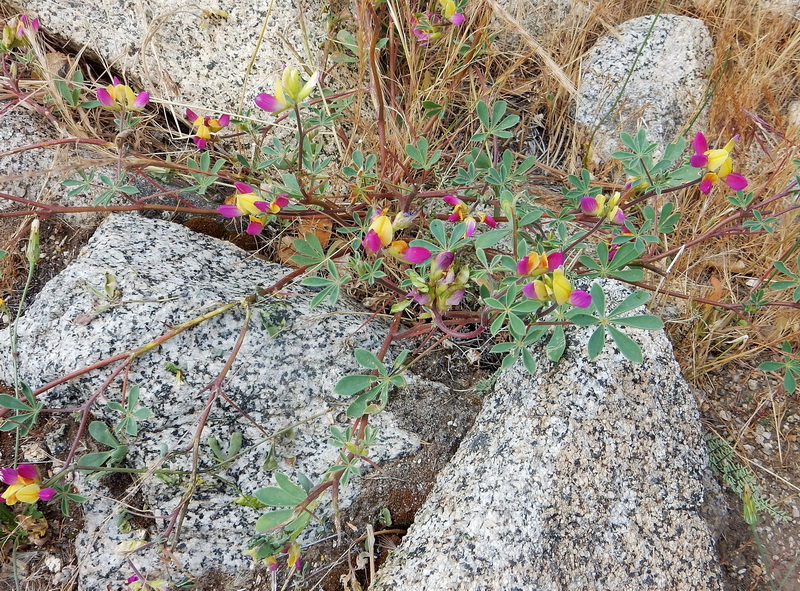 Harlequin Lupine