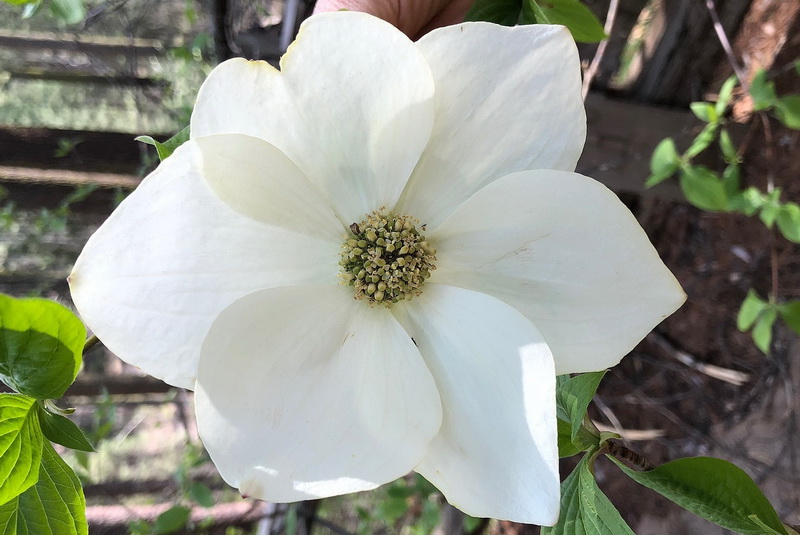 dogwood