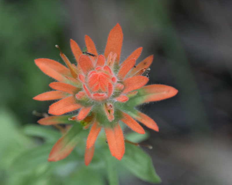 Indian Paintbrush