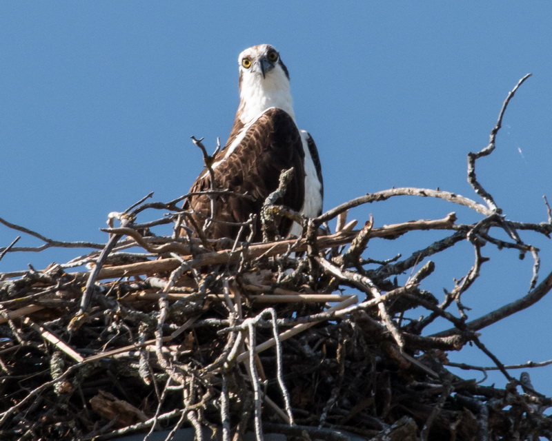 Osprey