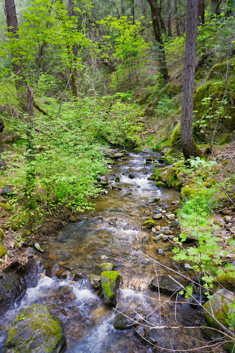 McGilligan Creek