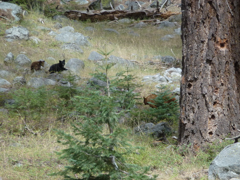 bear cubs