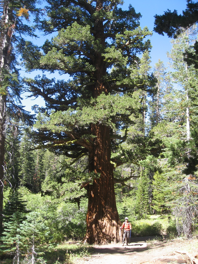 giant cedar