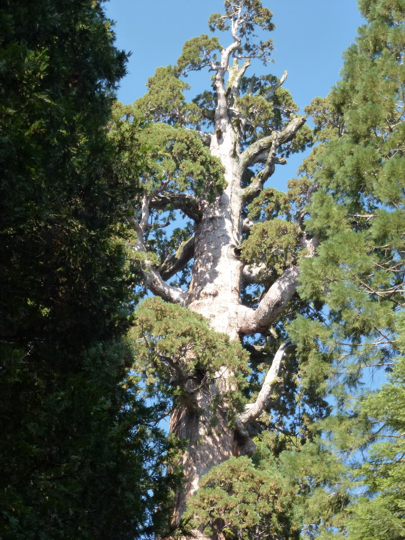 giant sequoia