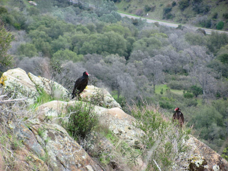 turkey vultures