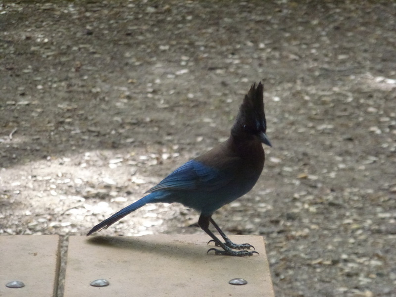 Steller's Jay