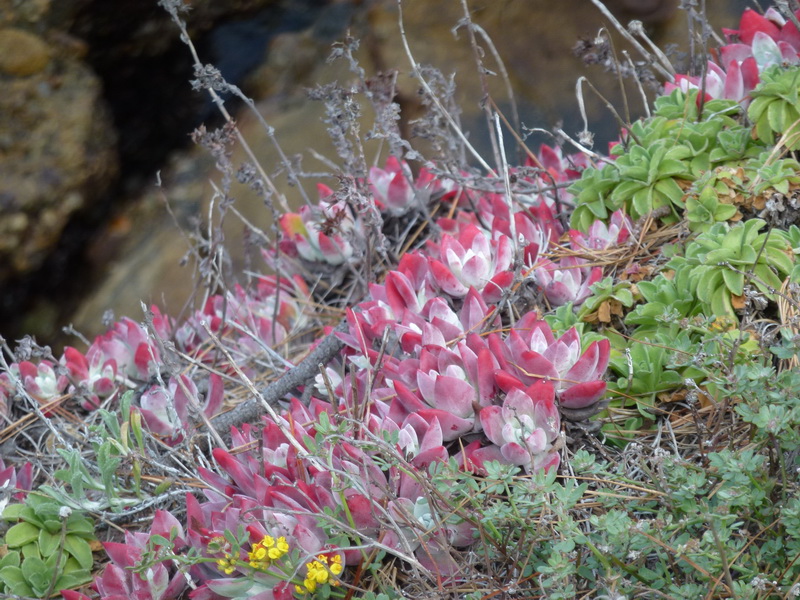 iceplant