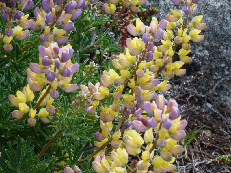 lupine