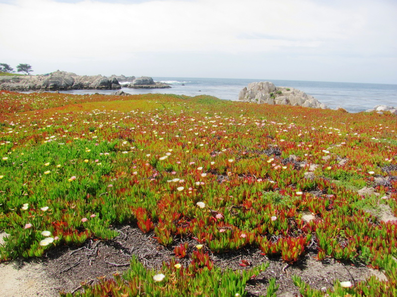 iceplant