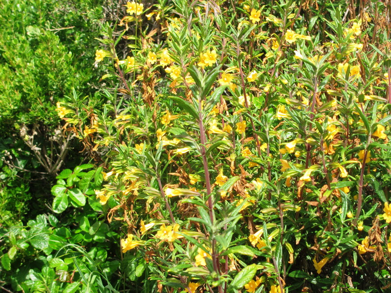 monkey flowers