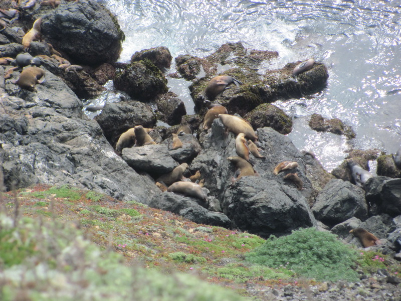 sea lions