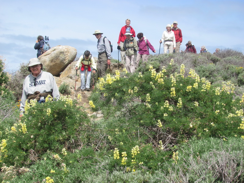 through lupins