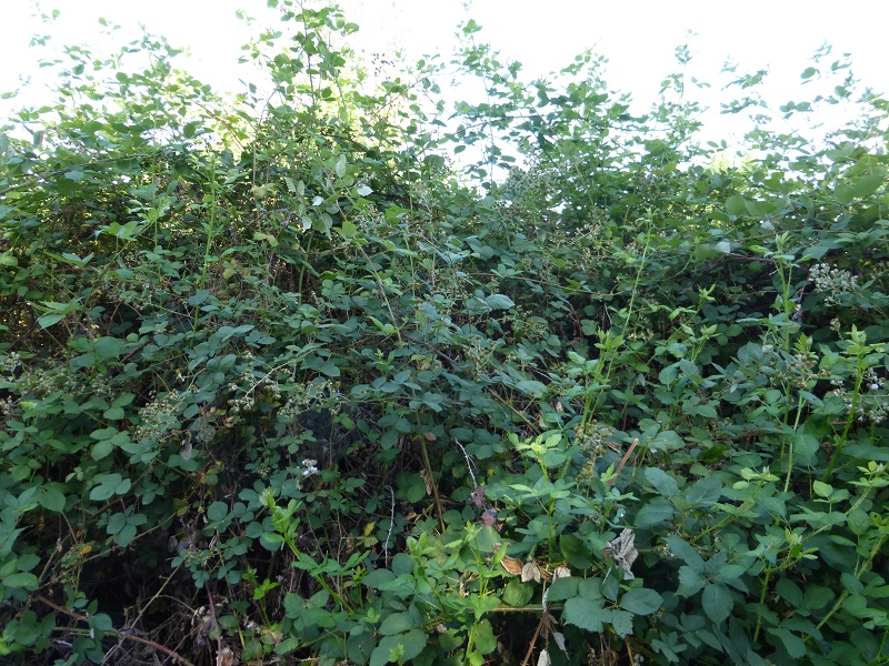 blackberry bushes