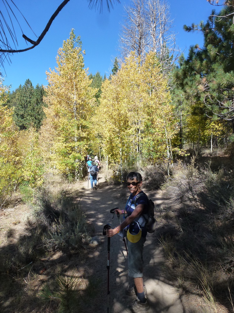 aspens