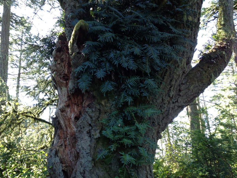 ferns on tree