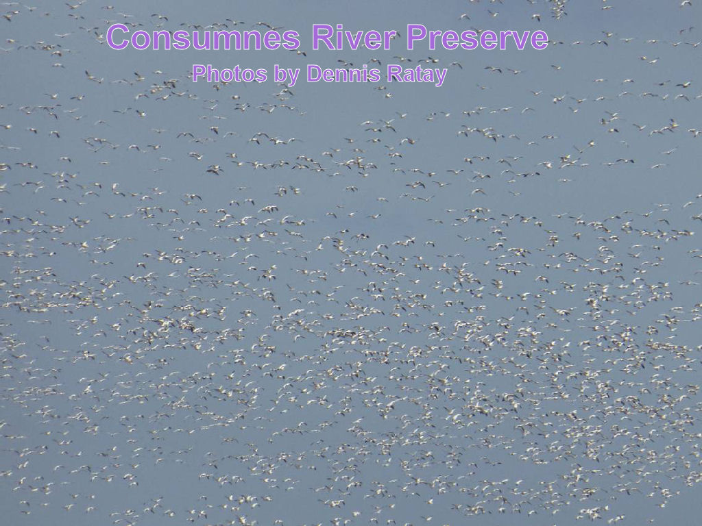 Consumes River Preserve