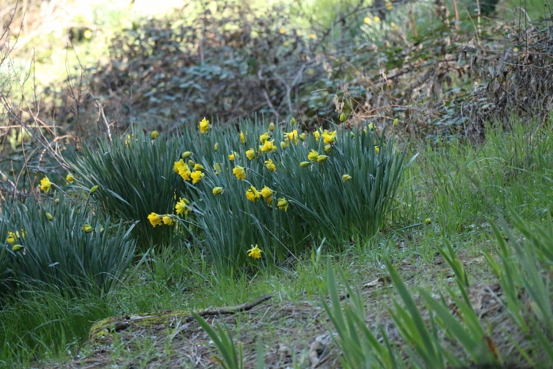 daffodils