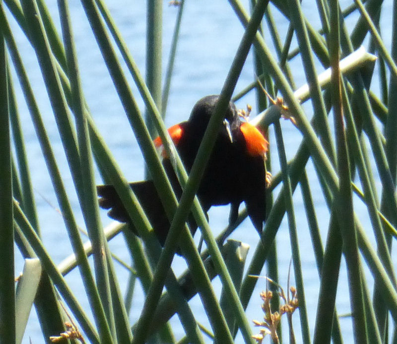 redwinged blackbird