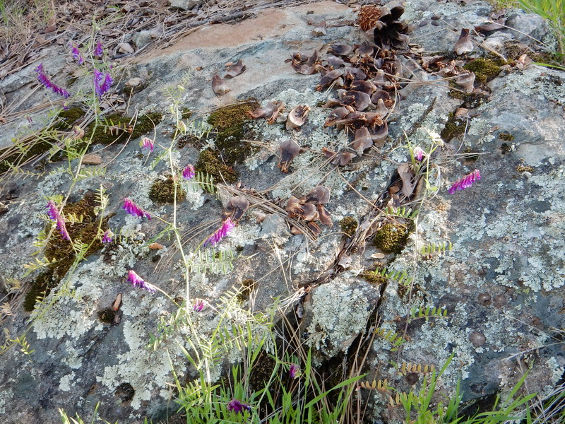 wild flowers and granite