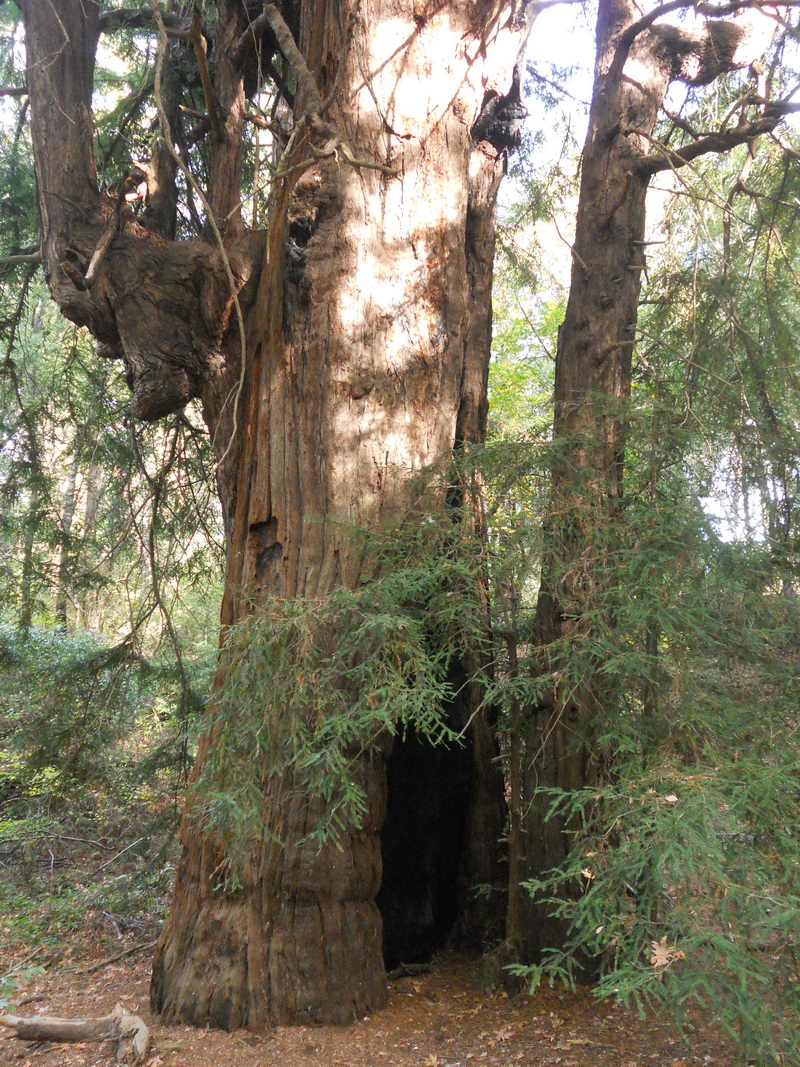 ancient redwood