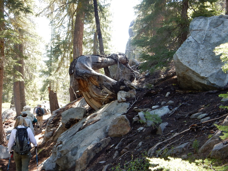fallen trees and boulders