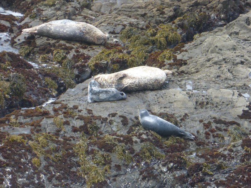 seals