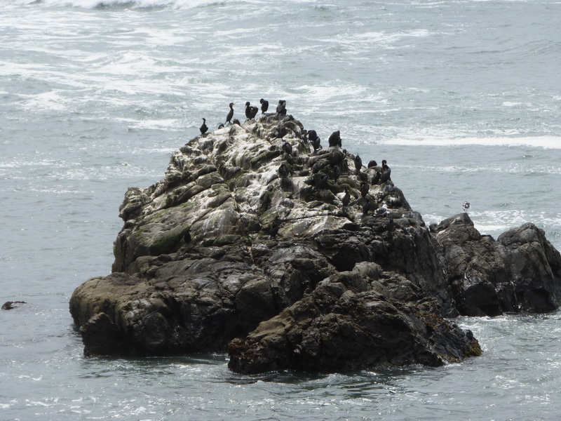 cormorants