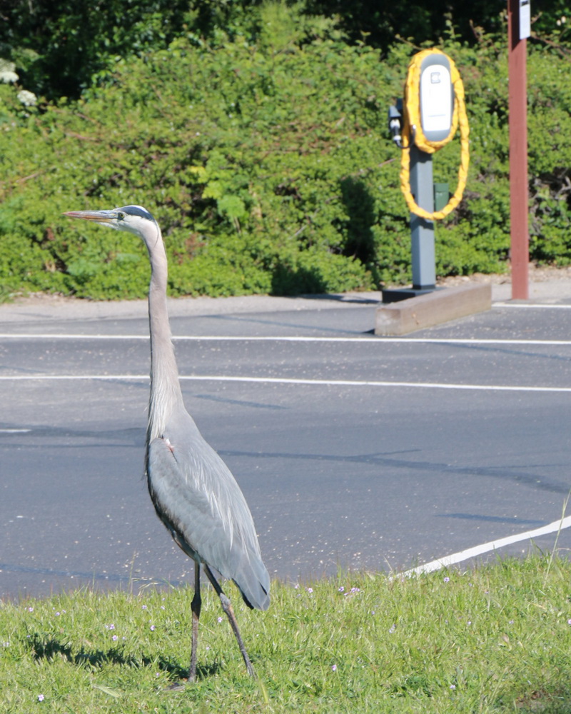 grey heron