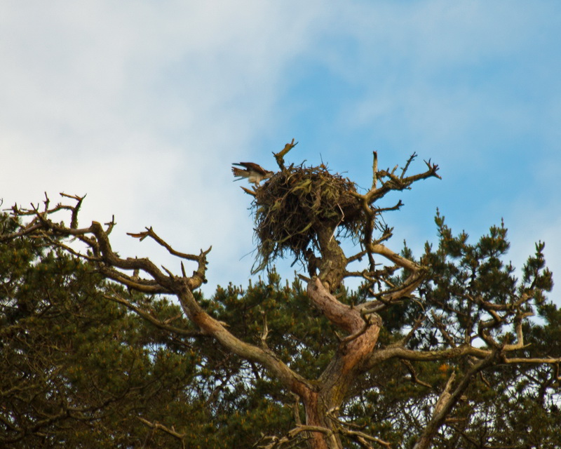 Osprey