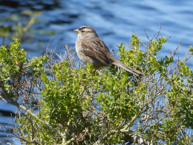 White-Crowned Sparrow