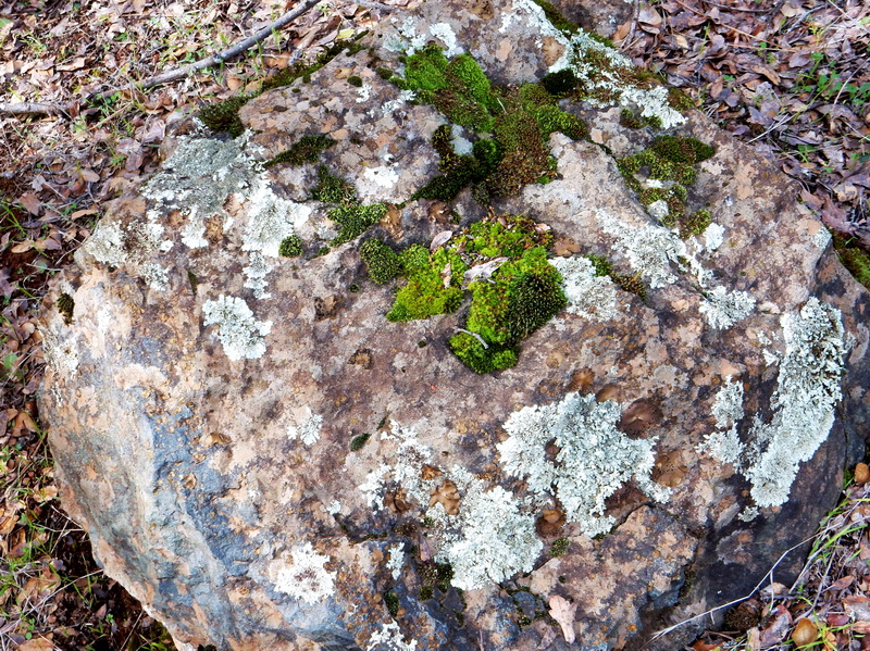 mossy rock