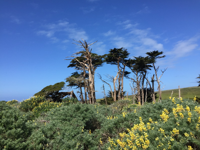 landmark eucalyptus