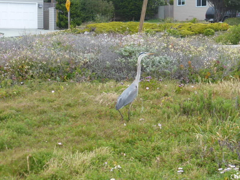 blue heron