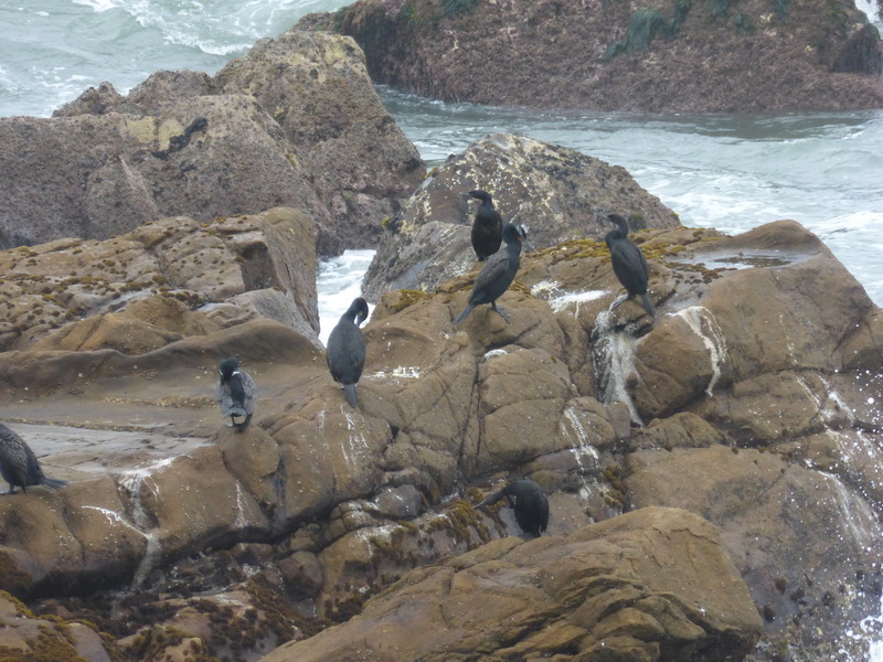 cormorants