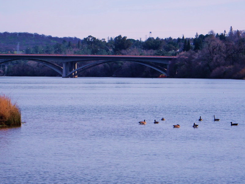 bridge and ducks