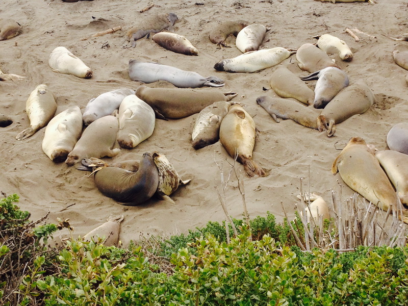 Sea Elephants