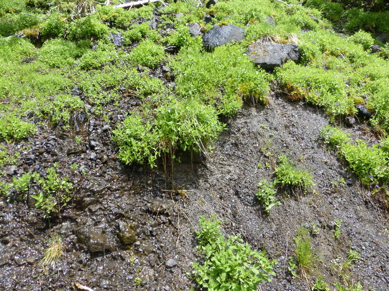 wet trail