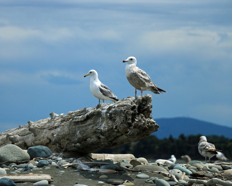 seagulls