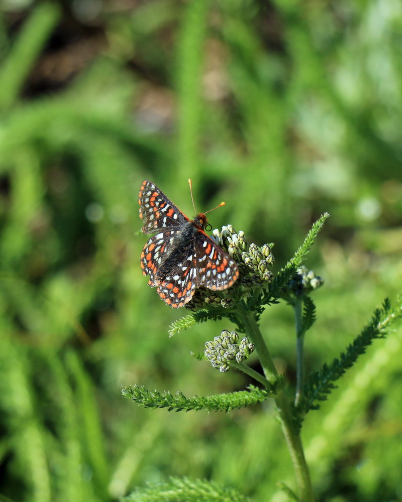 butterfly