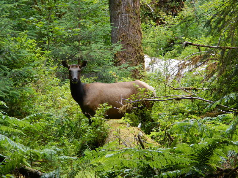 elk