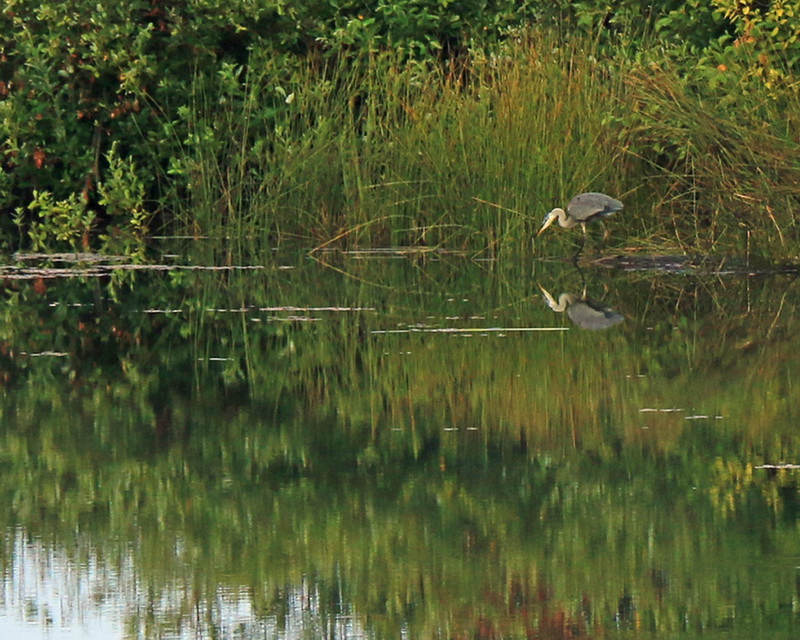 blue heron